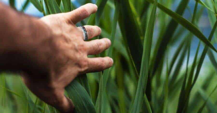 Un uomo che indossa un anello di titanio spinge via delle foglie verdi rigogliose